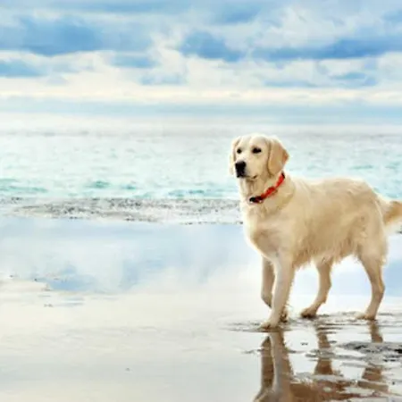 بيت للعطل Insel Ruegen Ostsee Reethaus Am *